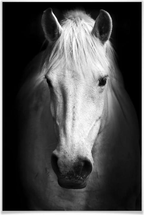 Actual product image Trenddeko White Horse (80 x 120 cm)