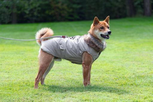 Produktbild Designed by Lotte Hundemantel Philos (XXXL, Hundemantel)