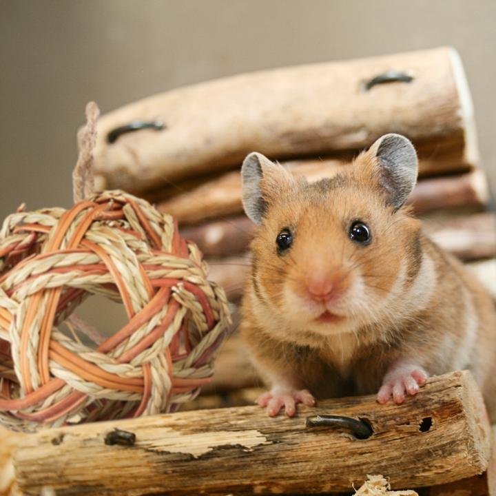 Actual product image Relaxdays Hamster accessories set