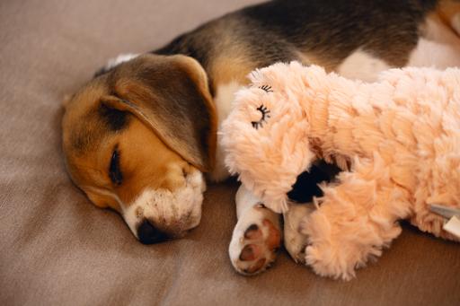 Produktbild Beeztees Cuddle Toys und Herzschlag Simulator (Welpenspielzeug, Plüschspielzeug Hund)