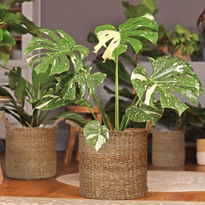 Actual product image Relaxdays plant basket (37 cm)