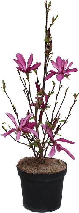 Produktbild Zulauf Purpur-Magnolie / Magnolia 'Susan' (80 cm)