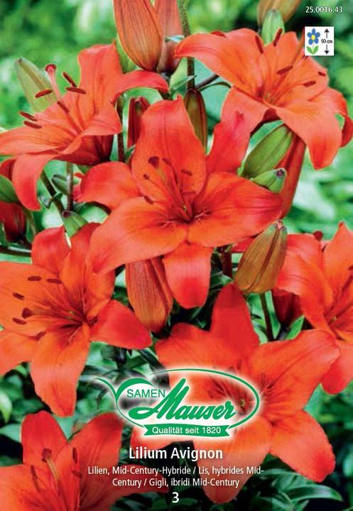 Produktbild Samen Mauser Lilien Avignon Lilium Mid-Century-Hybriden (Blumensamen)