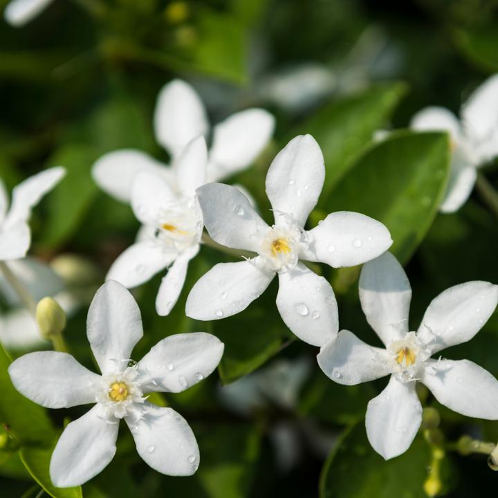Produktbild Plant in a Box Trachelospermum jasminoides - Sternjasmin (120 cm)