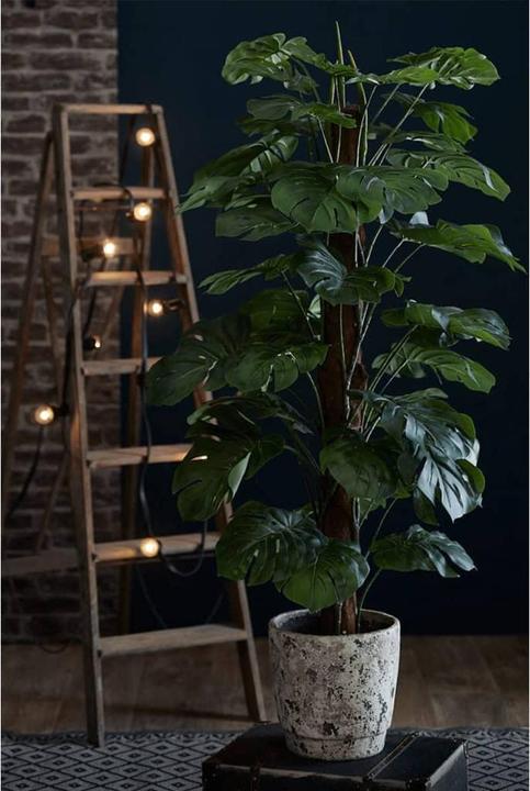 Productafbeelding Emerald Aurica (150 cm)