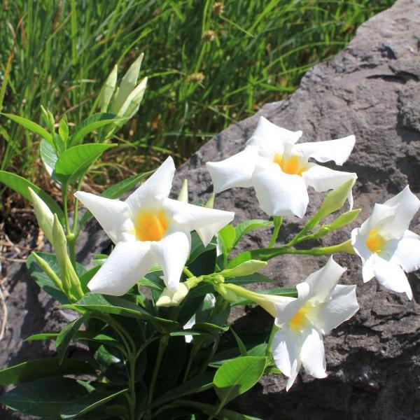 Image du produit Säntispracht Set de 3 fleurs en entonnoir - Dipladenia Bella White (150 cm)