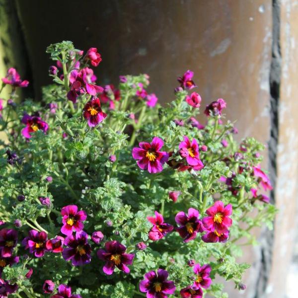 Produktbild Säntispracht 3 er Set, Jamesbrittenia, ein Dauerblüher für den Balkon - Jamesbrittenia x breviflora Burgundy Eye (20 cm)