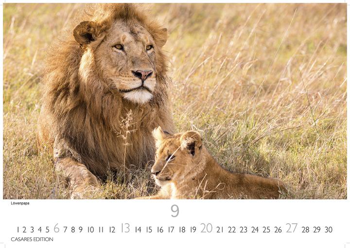 Produktbild Big Cats 2026 S 24x35cm (24 x 35 cm, Deutsch)