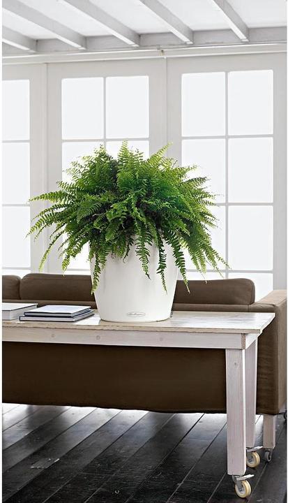 Actual product image Lechuza Classico Color (34.50 cm)