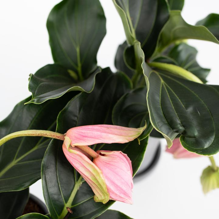 Actual product image Plant in a Box Medinilla Magnifica - Set of 2 Rose Medinilla (40 cm)