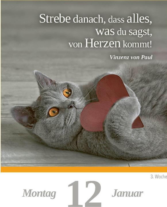 Actual product image A cat for every day 2026 - daily tear-off calendar to put up or hang up (11 x 15 cm, German)