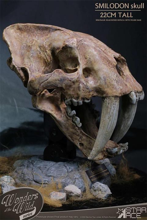 Produktbild Star Ace Toys Wonders of the Wild Series Statue Smilodon Skull Fossil 22 cm