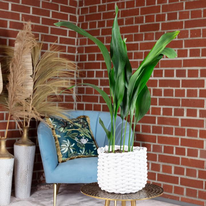 Produktbild Flowerbox Schusterpalme - Aspidistra elatior (70 cm)