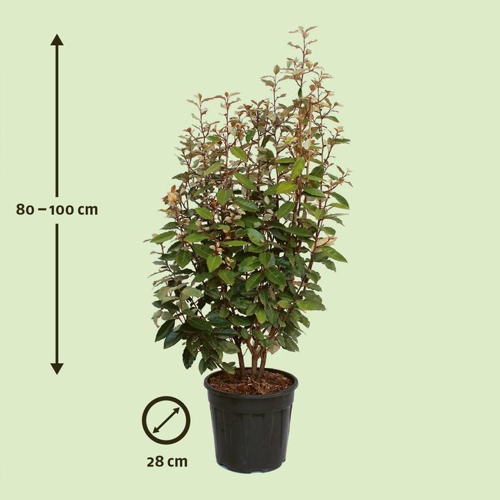 Produktbild Zulauf Wintergrüne Ölweide / Elaeagnus ebbingei (80 cm)