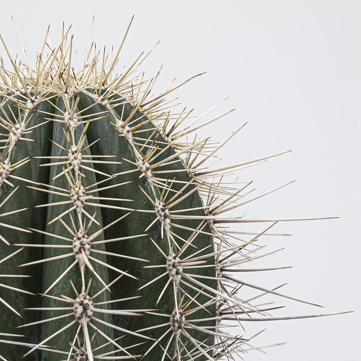Immagine prodotto Kakteen Gautschi Pachycereus pringlei (45 cm)