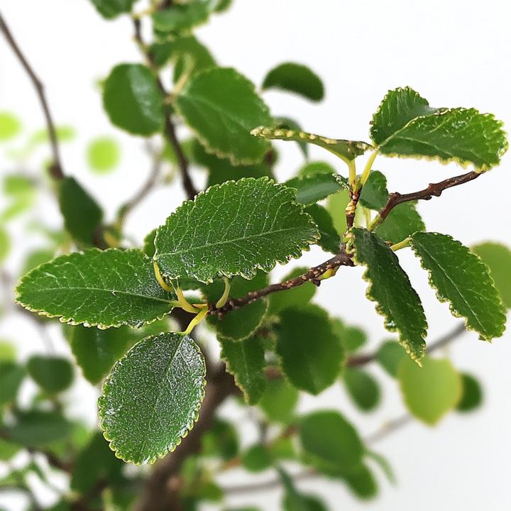 Actual product image Plant in a Box Zelkova serrata - Bonsaibaume (25 cm)