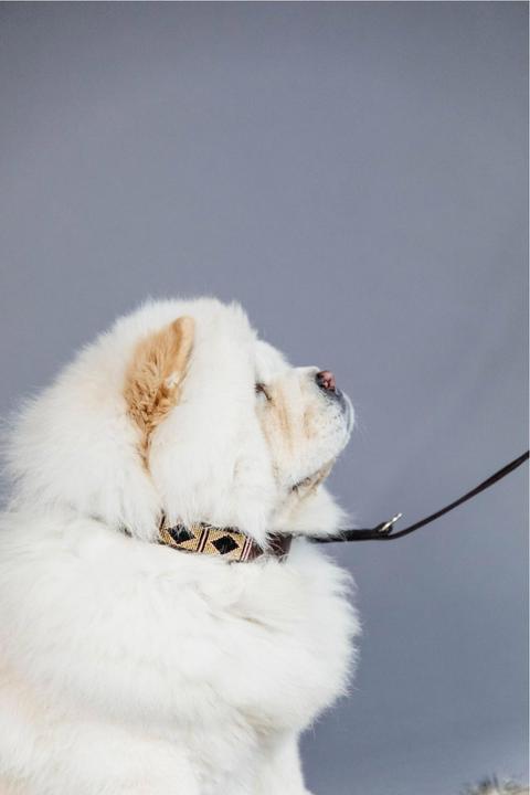 Produktbild Kentucky Dogwear Hundehalsband Handgemacht Pearls (L, Hund)