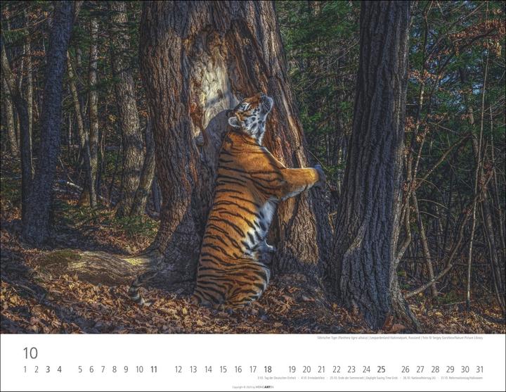 Actual product image Tiger Kalender 2026 (44 x 34 cm, Hardcover, German)