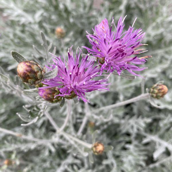 Actual product image Säntispracht The perennial knapweed - Centaurea 'Silver Feather' (80 cm)