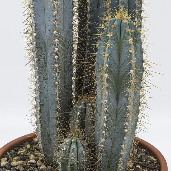 Produktbild Kakteen Gautschi Pilosocereus azureus Gruppe (40 cm)