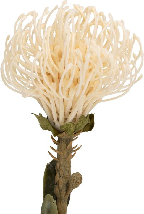 Actual product image present time Protea Flower Large (73.10 cm)