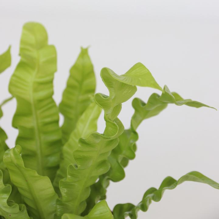 Actual product image Plant in a Box Areca, Asplenium, Clusia, Philodendron, Spathiphyllum - 5 Mix Air Purifying Plants (25 cm)
