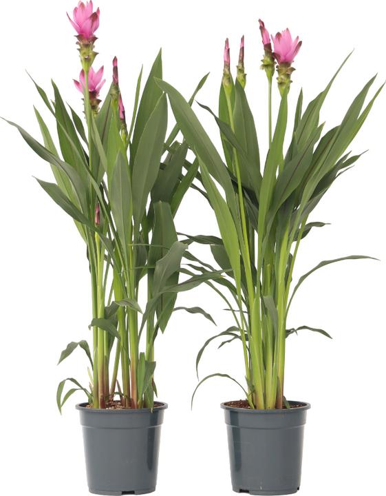 Produktbild Plant in a Box Curcuma alismatifolia Siam Supreme - 2er Set Kurkuma (80 cm)