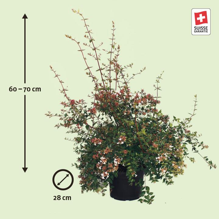 Produktbild Zulauf Grossblütige Abelie / Abelia x grandiflora (70 cm)