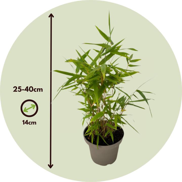 Produktbild Plant in a Box Fargesia nitida 'Black Dragon' - Bambus (25 cm)