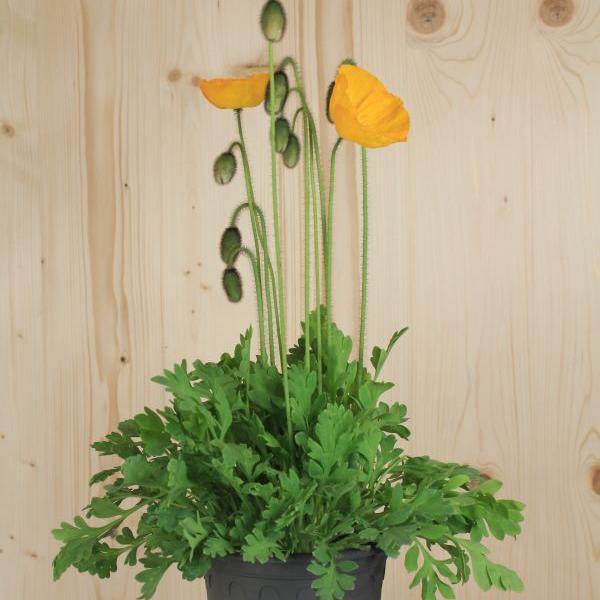 Produktbild Säntispracht 2 er Set, Der insektenliebende Islandmohn - Papaver nudicaule Yellow (40 cm)