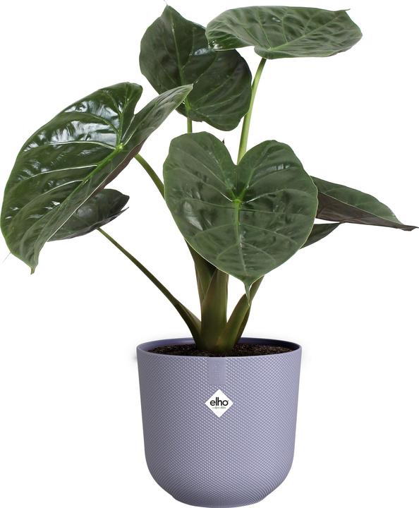 Produktbild Elho Jazz Rund (260 cm)