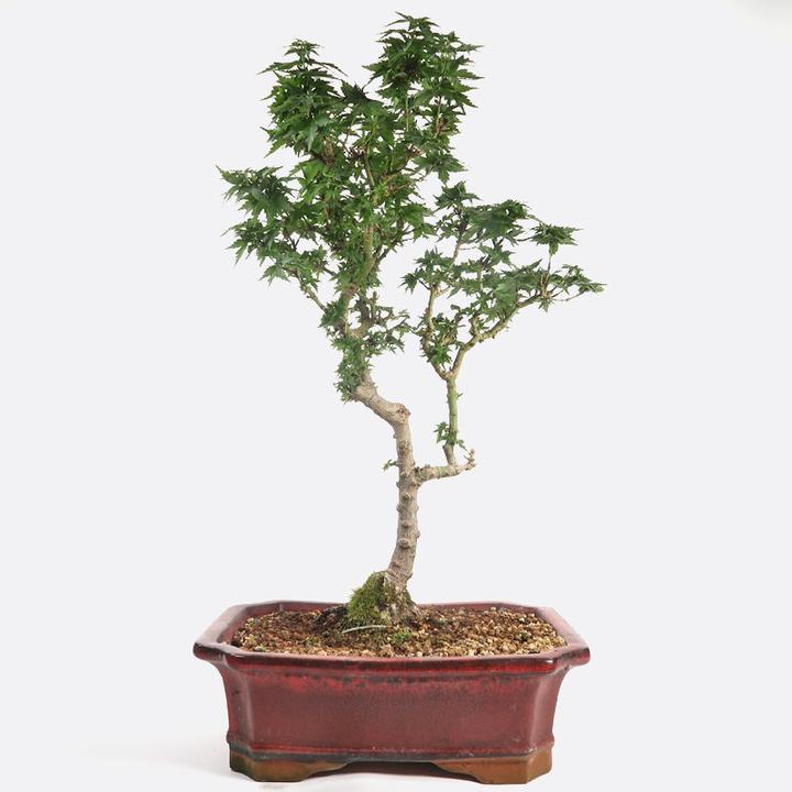 Actual product image Bonsai.ch Acer palmatum shishigashira Lion's head maple cm (26.50 cm)