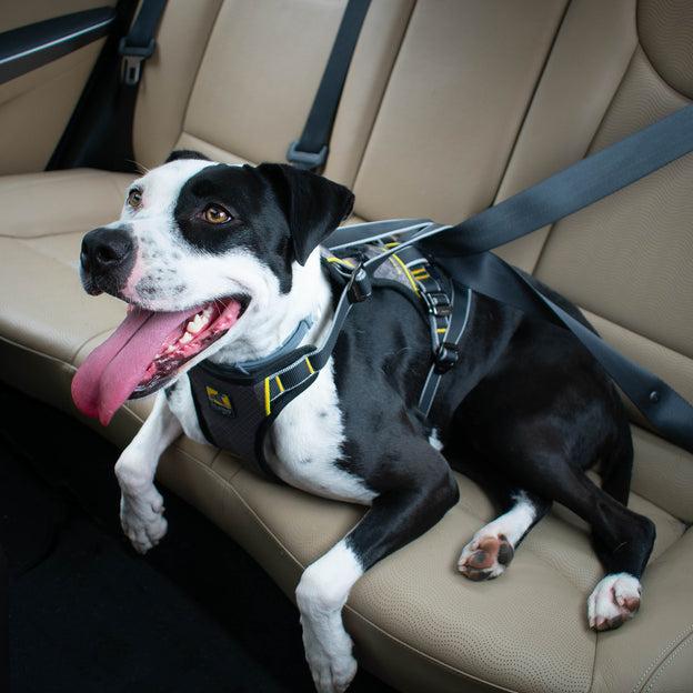 Produktbild Kurgo Impact Hunde-Autogeschirr (10, 11, Hund)