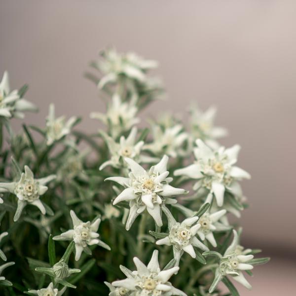 Produktbild Säntispracht Das urwüchsige Edelweiss im Korb- Leontopodium alpinum (25 cm)