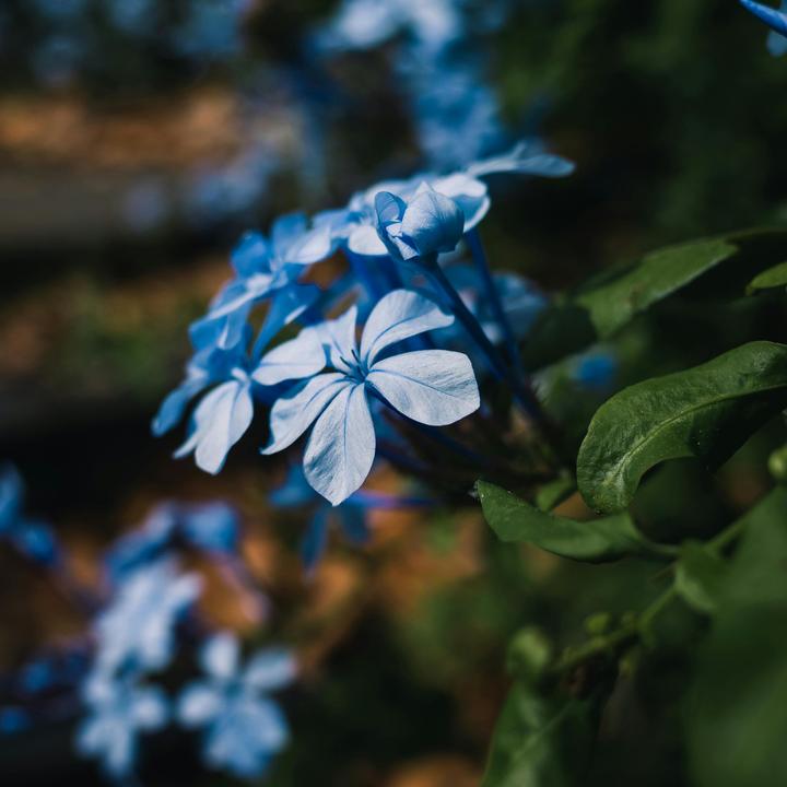 Actual product image Plant in a Box Plumbago auriculata - Set of 3 Male Loyalty (25 cm)