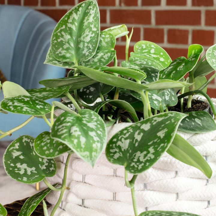 Image du produit Flowerbox Gefleckte Efeutute - Scindapsus pictus 'Argyraeus'