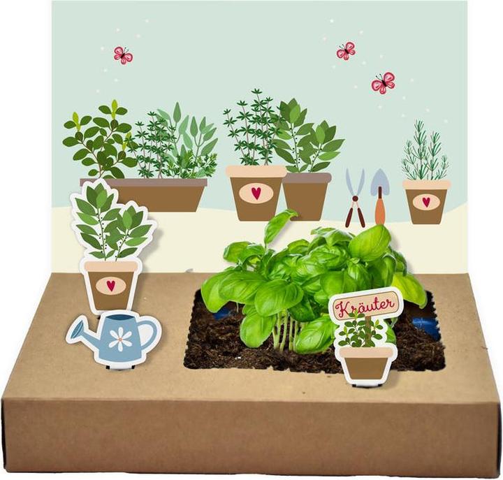 Image du produit Wunderle Mini-Garten Küchenkräuter (1 x)