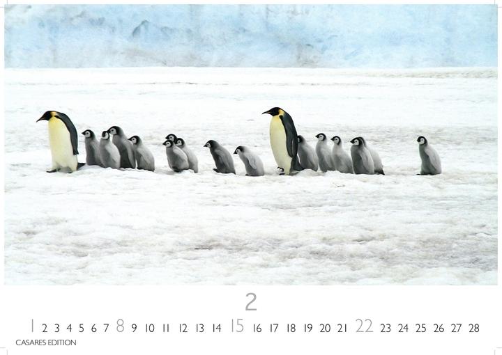 Produktbild Pinguine 2026 S 24x35cm (24 x 35 cm, Deutsch)