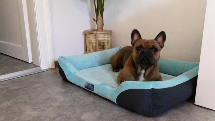Actual product image Aspero Dog Bed Hanko (Dog)
