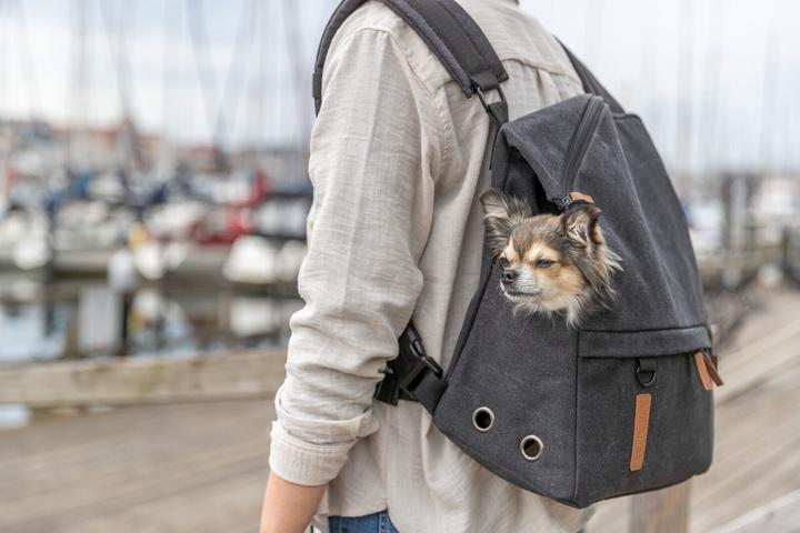 Produktbild Trixie Tiertransport-Rucksack Be Nordic Bjorn (Hund, Atmungsaktiv)