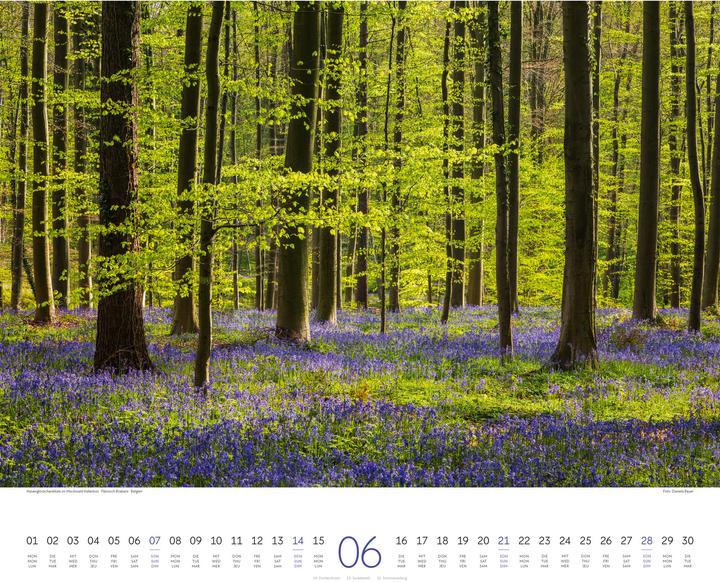 Immagine prodotto Wald Kalender 2026 (54 x 48 cm, Copertina rigida, Tedesco, Francese, Inglese)