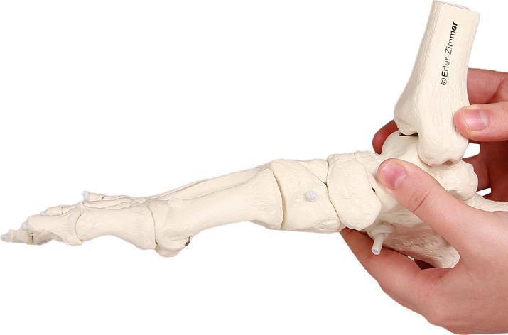 Immagine prodotto Erler Zimmer Scheletro del piede con tibia e perone montati in modo mobile