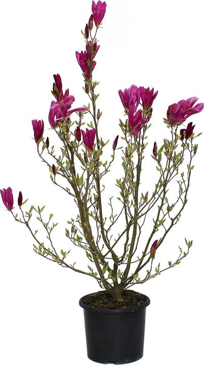 Immagine prodotto Zulauf Purpur-Magnolie / Magnolia 'Susan' (125 cm)