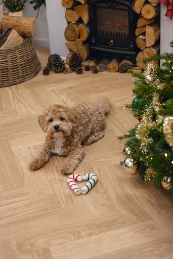 Produktbild Beeztees Weihnachten Zuckerstange