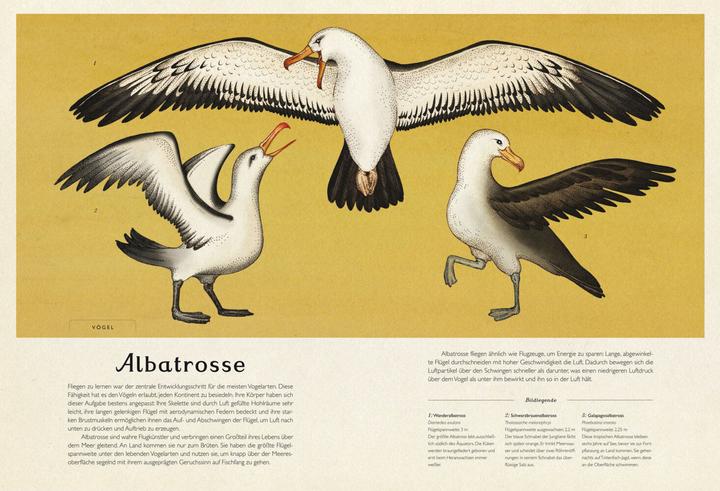 Produktbild Das Museum der Tiere (Deutsch, Katie Scott, Jenny Broom, 2014)