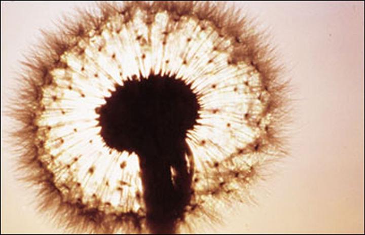 Image du produit Cokin Filtre P031 85C (84 mm, Filtres de couleur)