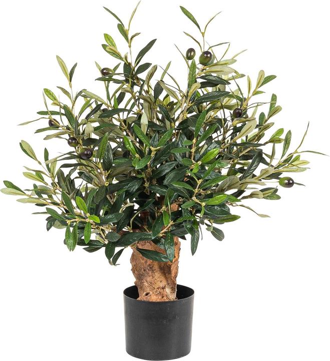 Botanic-Haus Olive tree (56 cm)