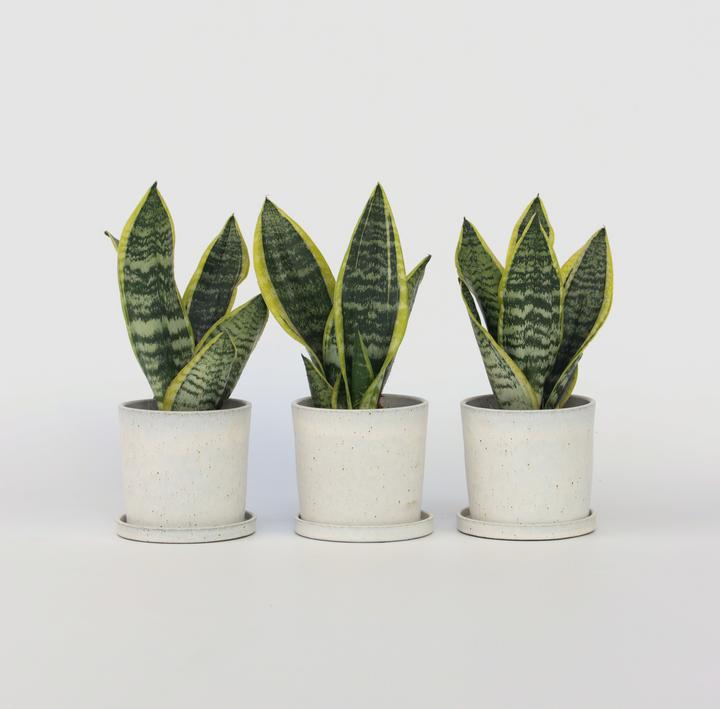 Actual product image Plant in a Box Sansevieria trifasciata 'Futura Superba' - Set of 3 Bow Hemp (35 cm)