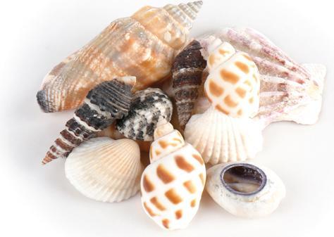 Produktbild Eduplay Muscheln im Organzabeutel
