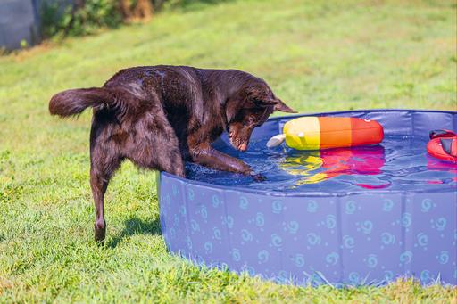 Immagine prodotto Beeztees Piscina per cani (Piscina per cani)